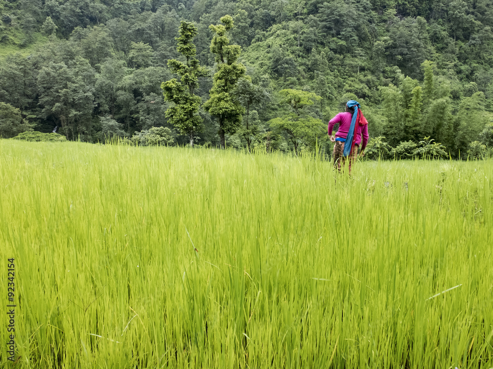 Women working in rice field