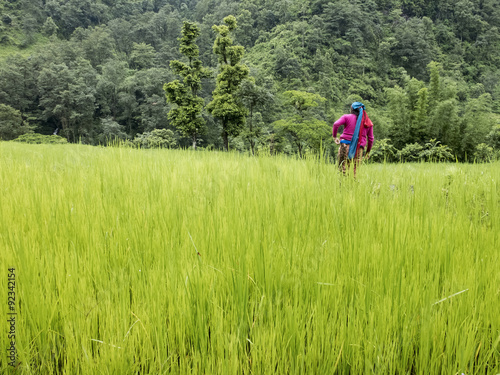 Women working in rice field