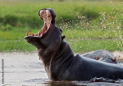 Hippo he opens his mouth sitting in the water. Zambia.