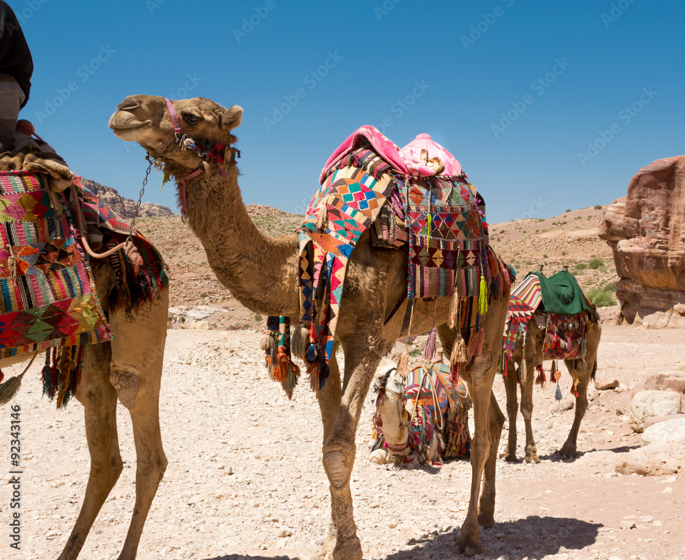 Fototapeta premium camels in Petra 