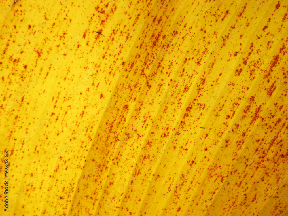 old pattern of banana leaf background old pattern of banana leaf background