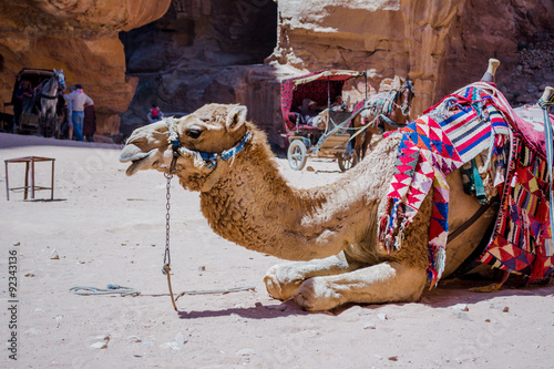 camel in Petra canyon 