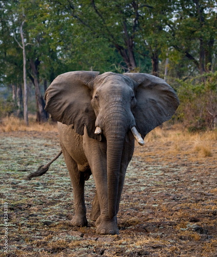 Portrait of an elephant. Close-up. Zambia.