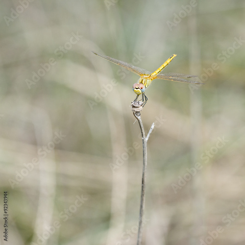 Libélula posada photo