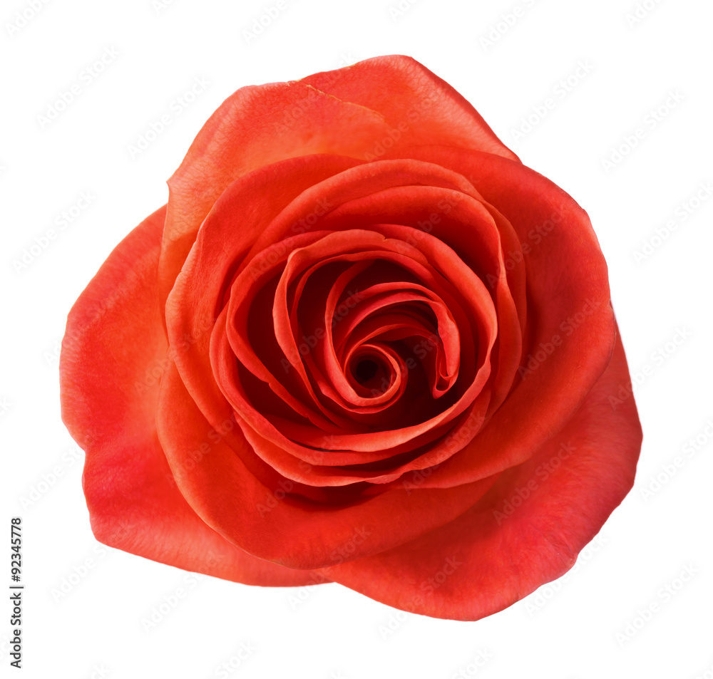 Orange rose isolated on white Orange rose isolated on white