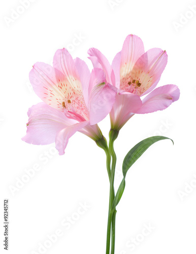 Two Alstroemeria flowers isolated on white background.