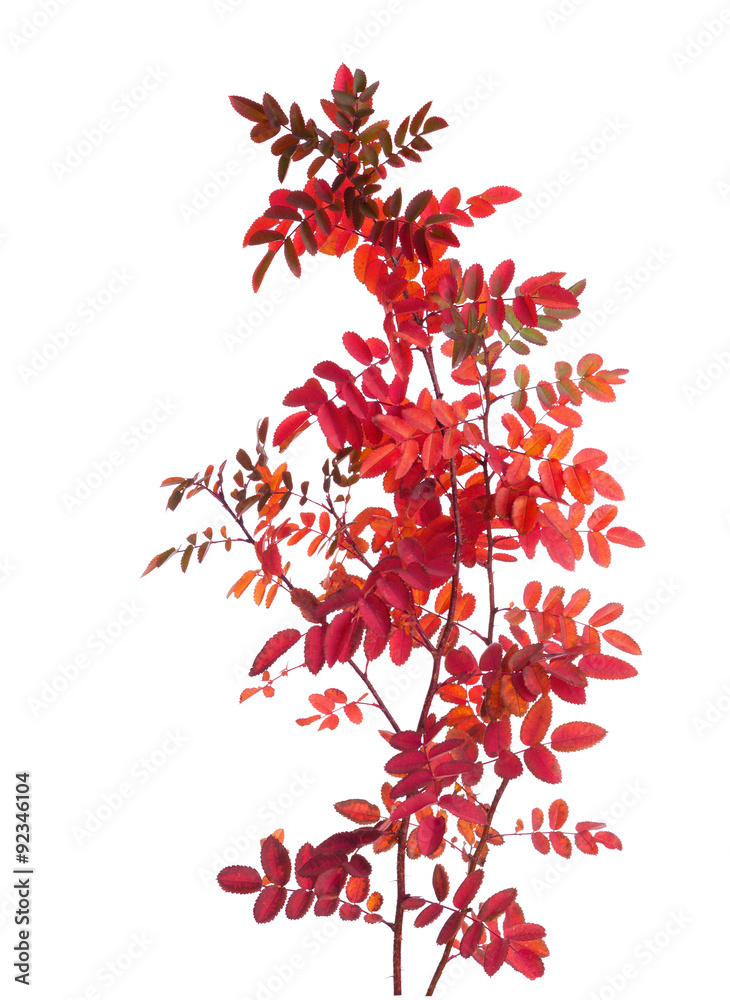 Two branches with colorful autumn leaves (Rose) isolated on white Two branches with colorful autumn leaves (Rose) isolated on white