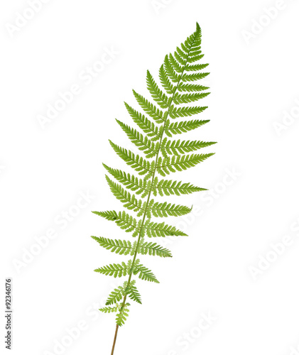 Young  leaf of fern  isolated on white