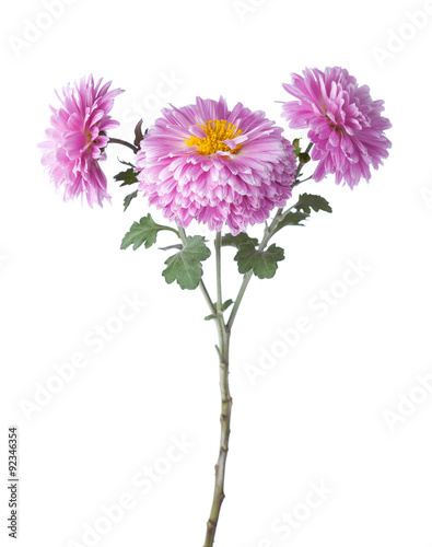 Branch with flowers of chrysanthemums isolated on white background