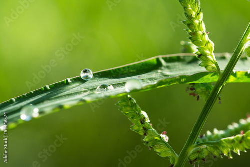 dew on grass