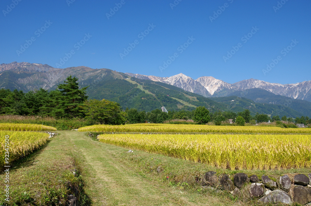 秋の田んぼと北アルプス 秋の田んぼと北アルプス