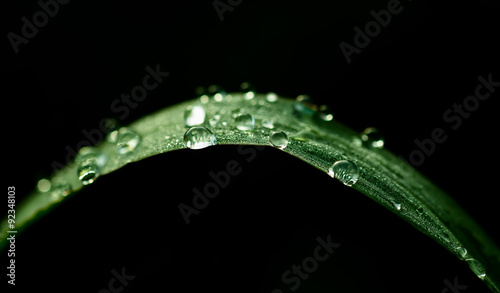 dew on grass