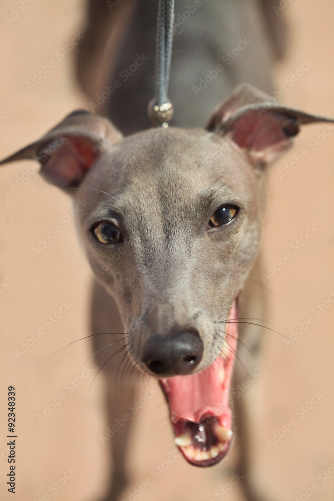 Italian greyhound dog breed