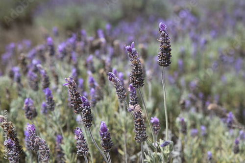 Australian lavender field © SewcreamStudio