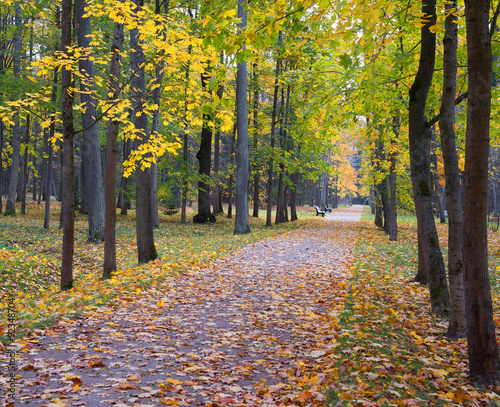 View  colorful park alley in autumn.