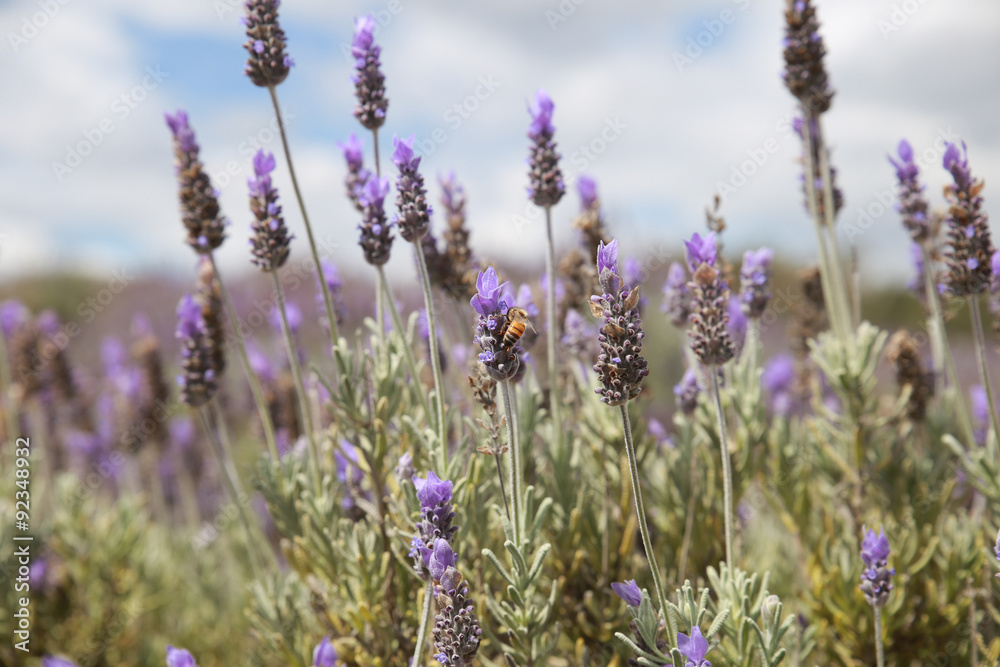 Fototapeta premium Australian lavender field