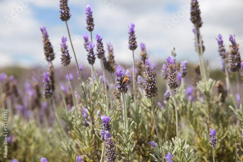 Australian lavender field