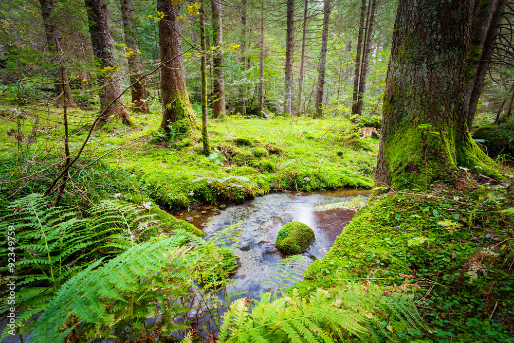 Obraz premium foresta umida