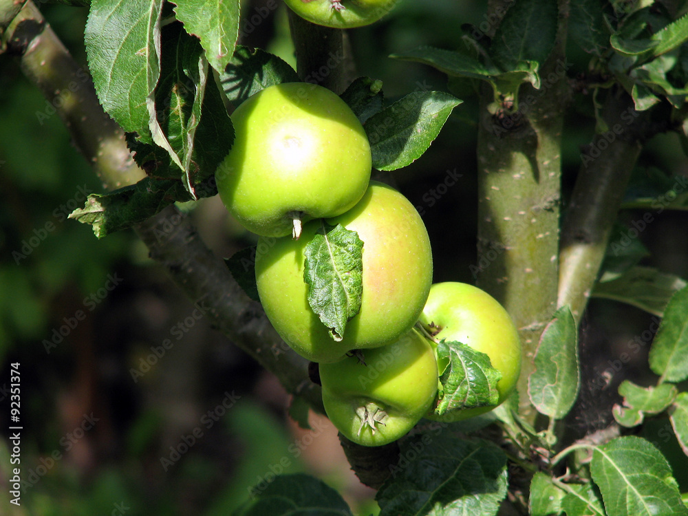 Apples on the tree