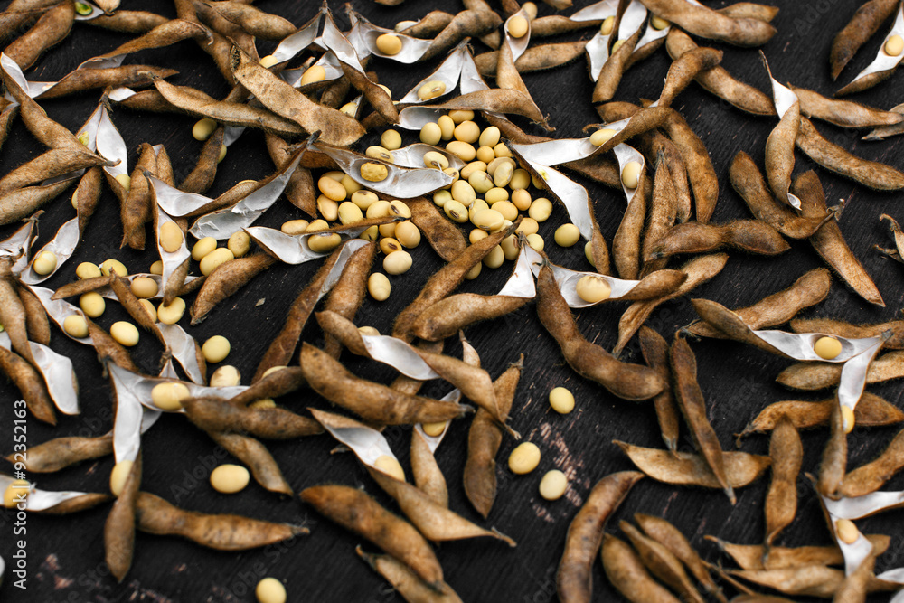 Soybeans pod, harvest of soy beans background Soybeans on a wooden background. rustic style