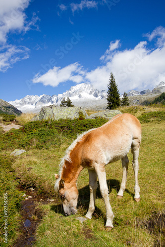 wild horses on mountain