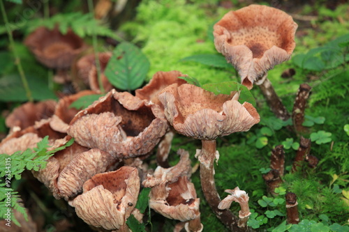 Pilzkulturen photo