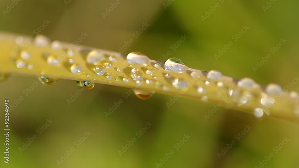 Water drops on reeds in the wind
Water drops on reeds in the wind