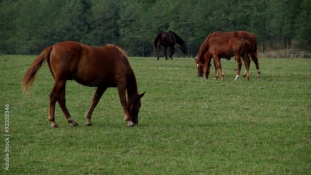 Herd of brown horses on green field
Herd of brown horses on green field
