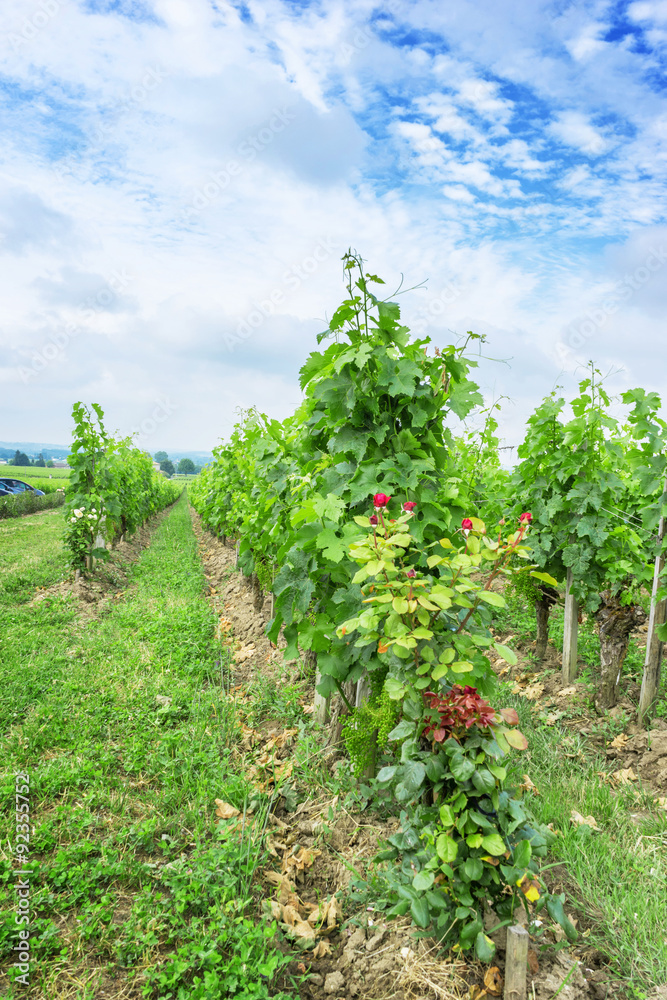 vineyard in a countryside