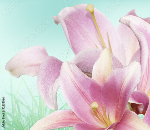 Lily flower on abstract morning background