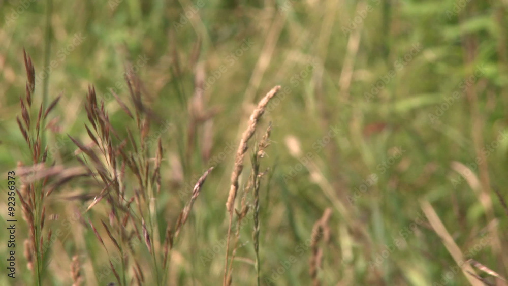 A close up of field grass A close up of field grass