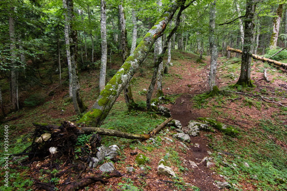Fototapeta premium path in green pinetrees forest