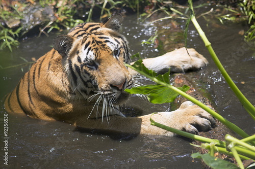Fototapeta Naklejka Na Ścianę i Meble -  Portrait of male wild tiger playing in the water