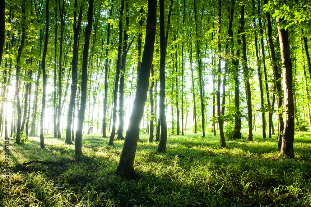 Fototapeta premium Dawn in the forest
