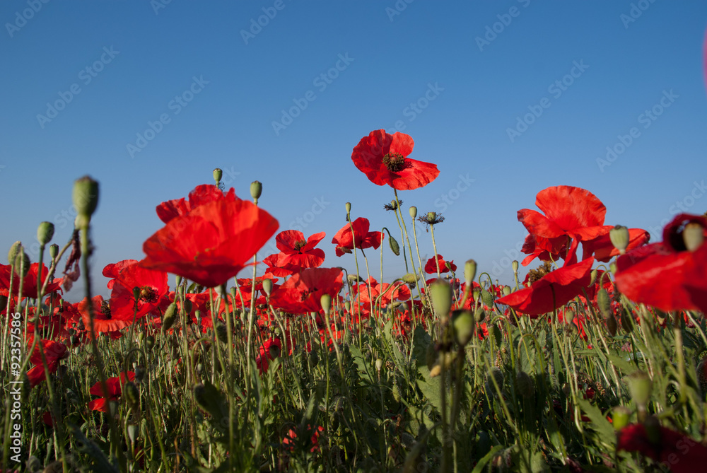 Naklejka premium coquelicots sur ciel bleu