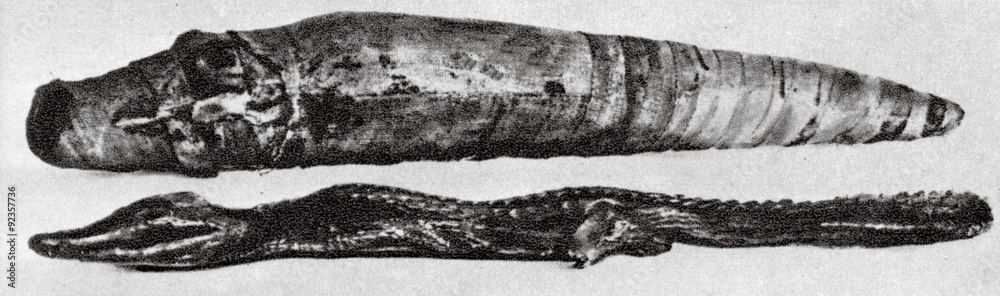 Obraz premium Wrapped and unwrapped crocodile mummy (Ancient Egypt)