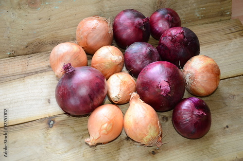 local produce harvist, fresh onions in rustic box photo