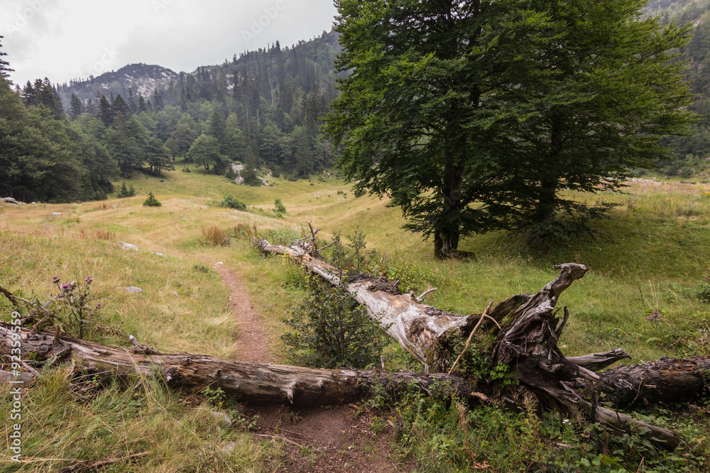 misty landscape in mountains of Dinaric Alps in Durmitor National Park in rainy day misty landscape in mountains of Dinaric Alps in Durmitor National Park in rainy day