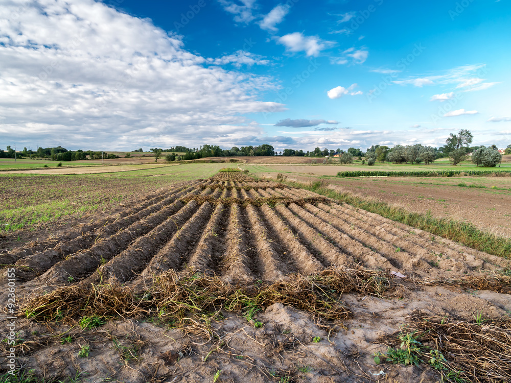 Fototapeta premium Arable field