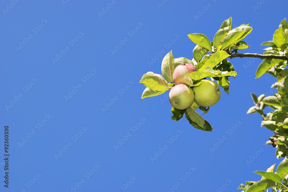 Fototapeta premium apple trees