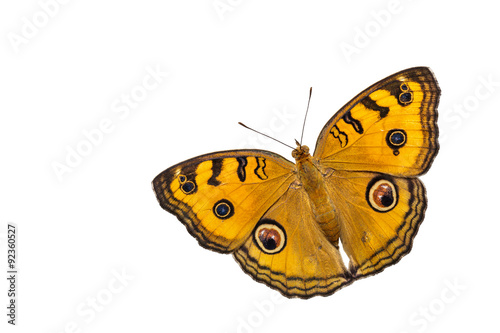 Dorsal view of isolated peacock pansy butterfly