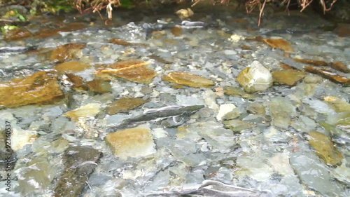 Spawning Fish Wild Salmon Swim Stream River Mating Swimming photo