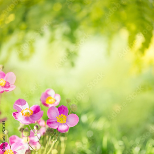 Blumen im Garten  -  Hintergrund 