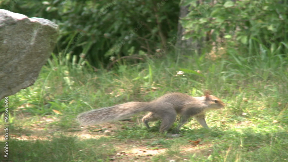 Squirrel rummaging through the forest Squirrel rummaging through the forest