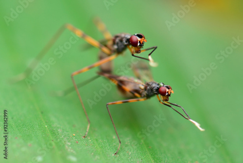Insects breeding © kuarmungadd