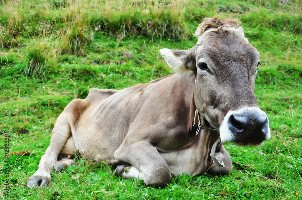 Mountain cow