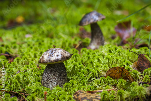 Leccinum variicolor (Boletus ) in the forest photo