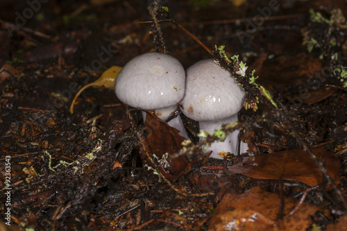 mushroom Cortinarius in the forest photo