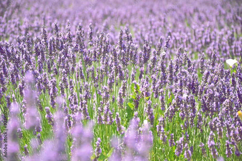 Obraz premium Lavender