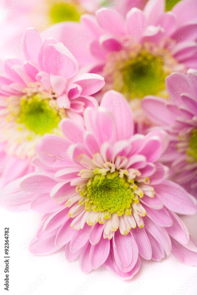 Close up view of the pink daisy on white